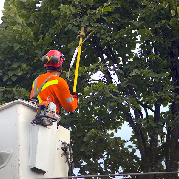 Shaping Trees