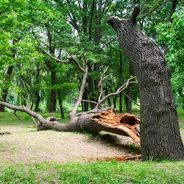 Storm Damaged Trees