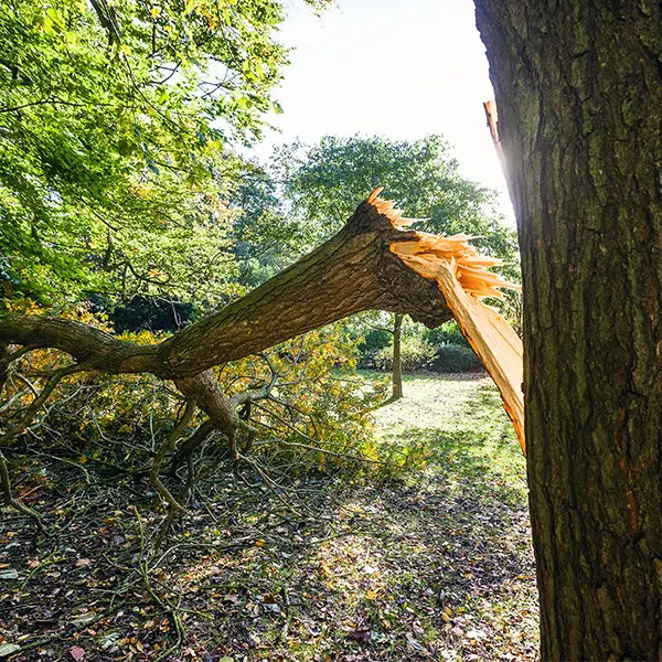 When A Damaged Tree Can Be Saved..