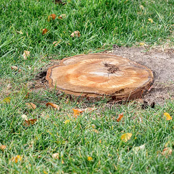 Professional Stump Grinding Services